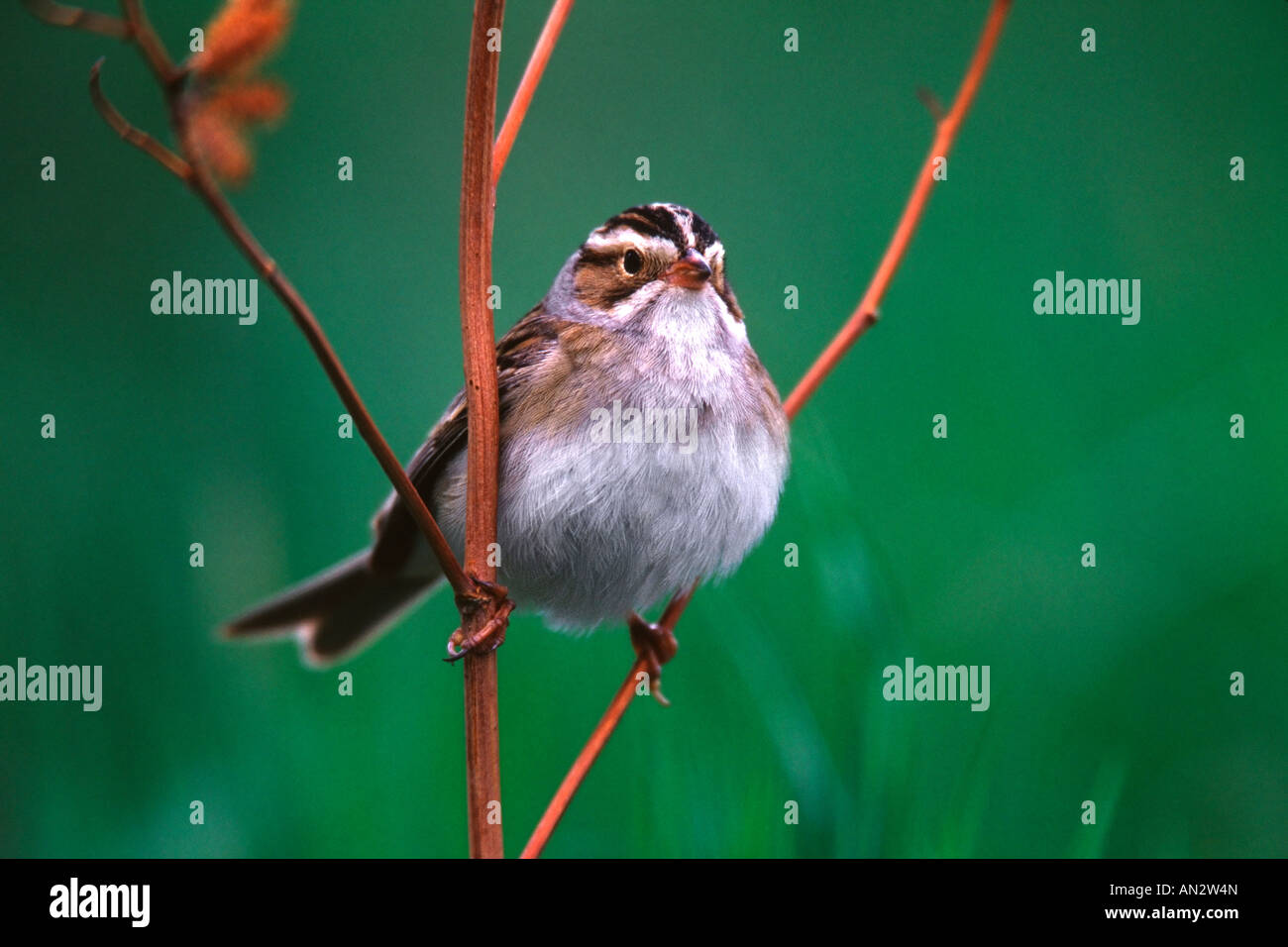 Ton farbig Sparrow Stockfoto