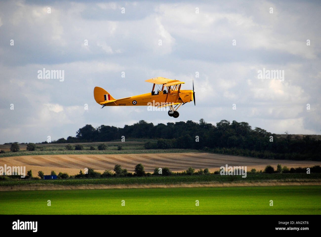 Gelbe Tigermoth im Flug Stockfoto