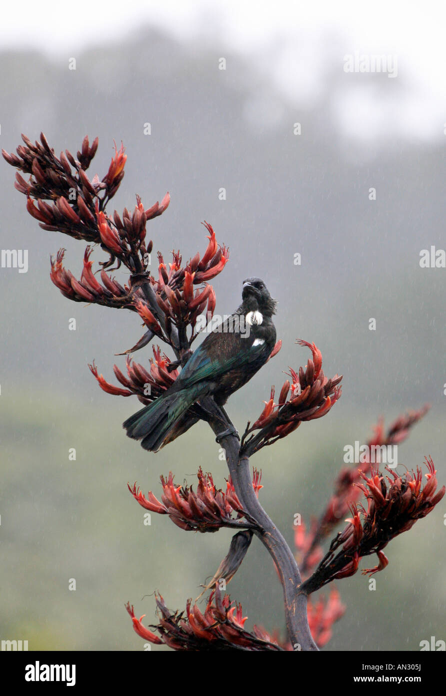 TUI mit blühenden NZ Flachs Great Barrier Island Stockfoto