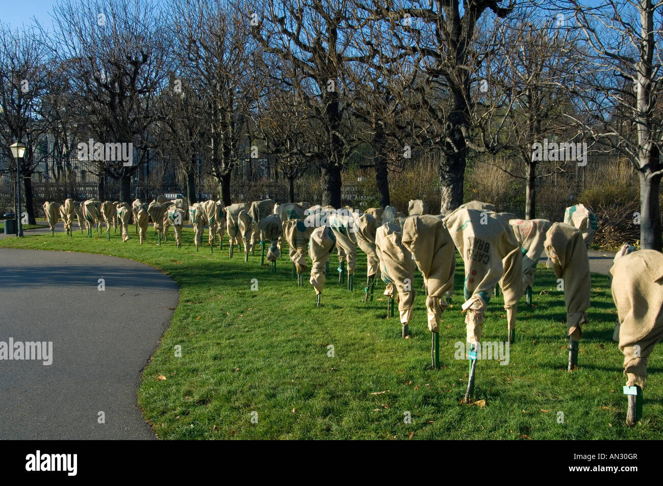 Standard stieg Büsche eingewickelt in Sackleinen zum Schutz gegen Winterfrost und Schnee im k.k. Volksgarten - Wien, Österreich Stockfoto