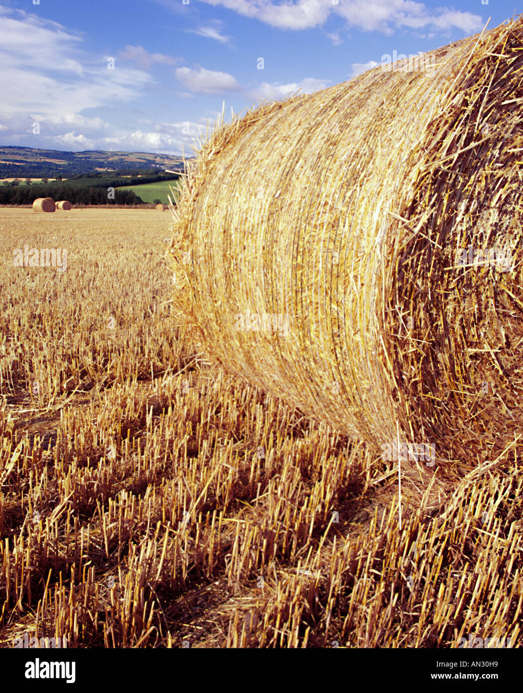 Hay Stack Northumberland Landschaft Feldfrüchten ernähren Lebensmittel Landwirtschaft Stockfoto