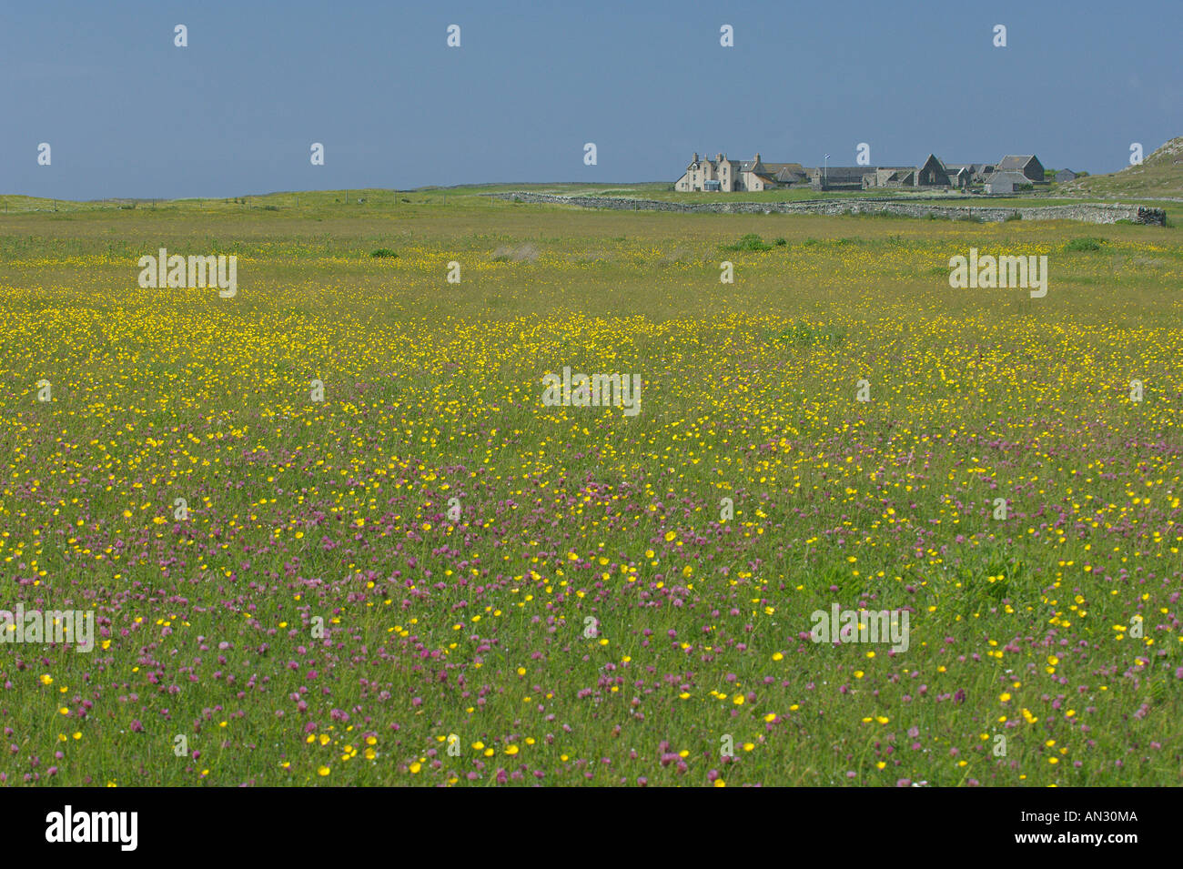 Machair in Blüte auf Insel Oronsay, Schottland. Juni. Stockfoto