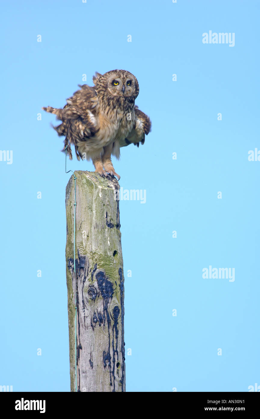 Kurze eared Eule Asio Flammeus Erwachsene auf Telegrafenmast Kräuseln Federn Insel Colonsay Schottland Juni Stockfoto