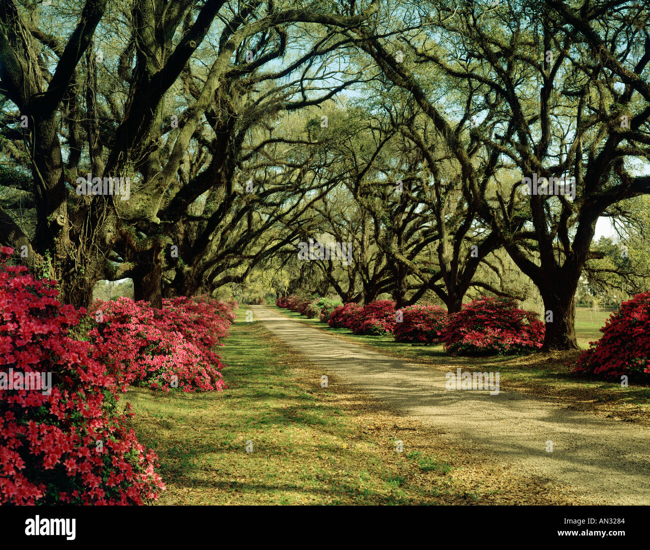 Eichen und Azaleen Linie Straße in Louisiana USA Stockfoto
