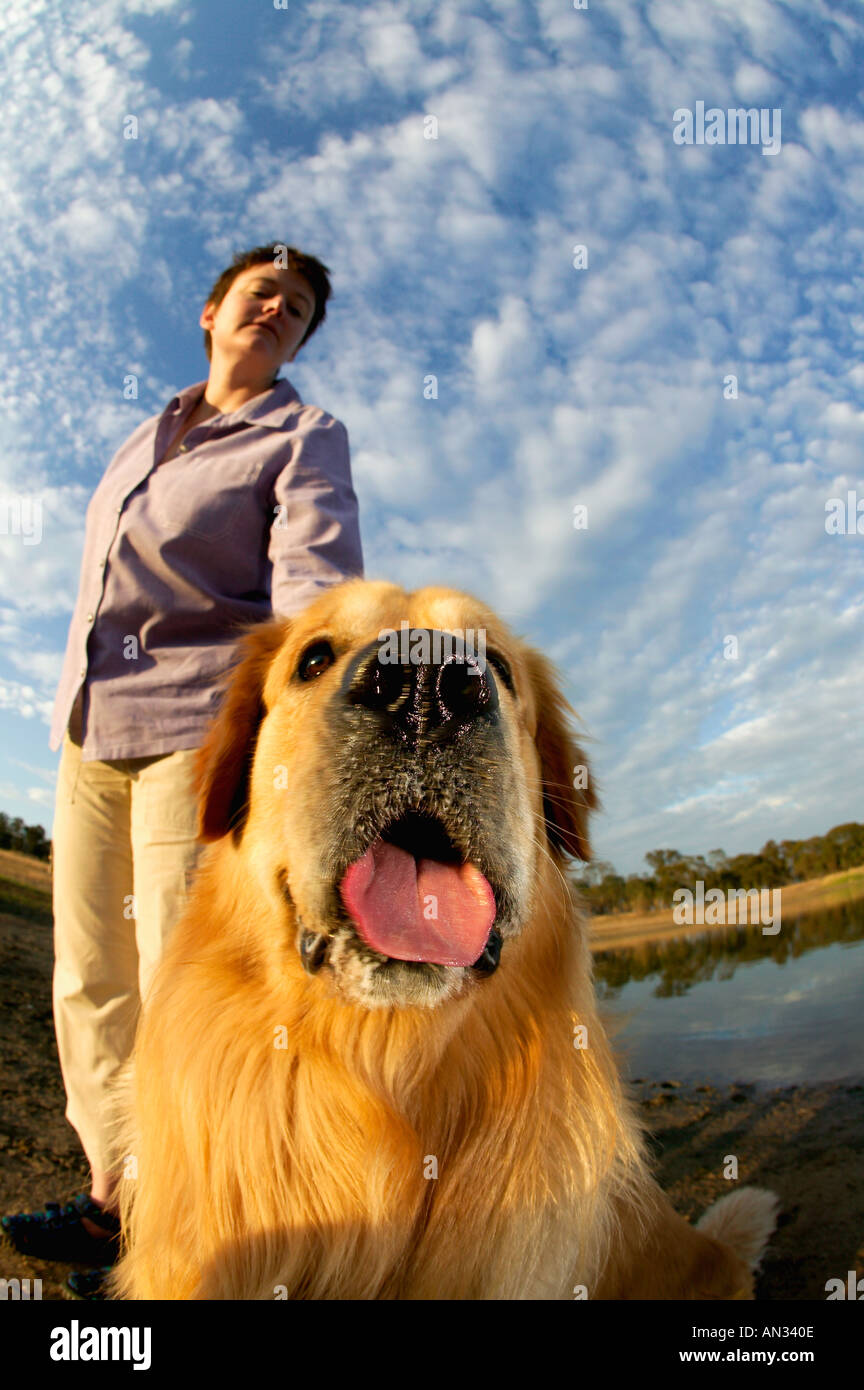Haushund Labrador Golden Retriever mit Besitzer Südafrika Stockfoto
