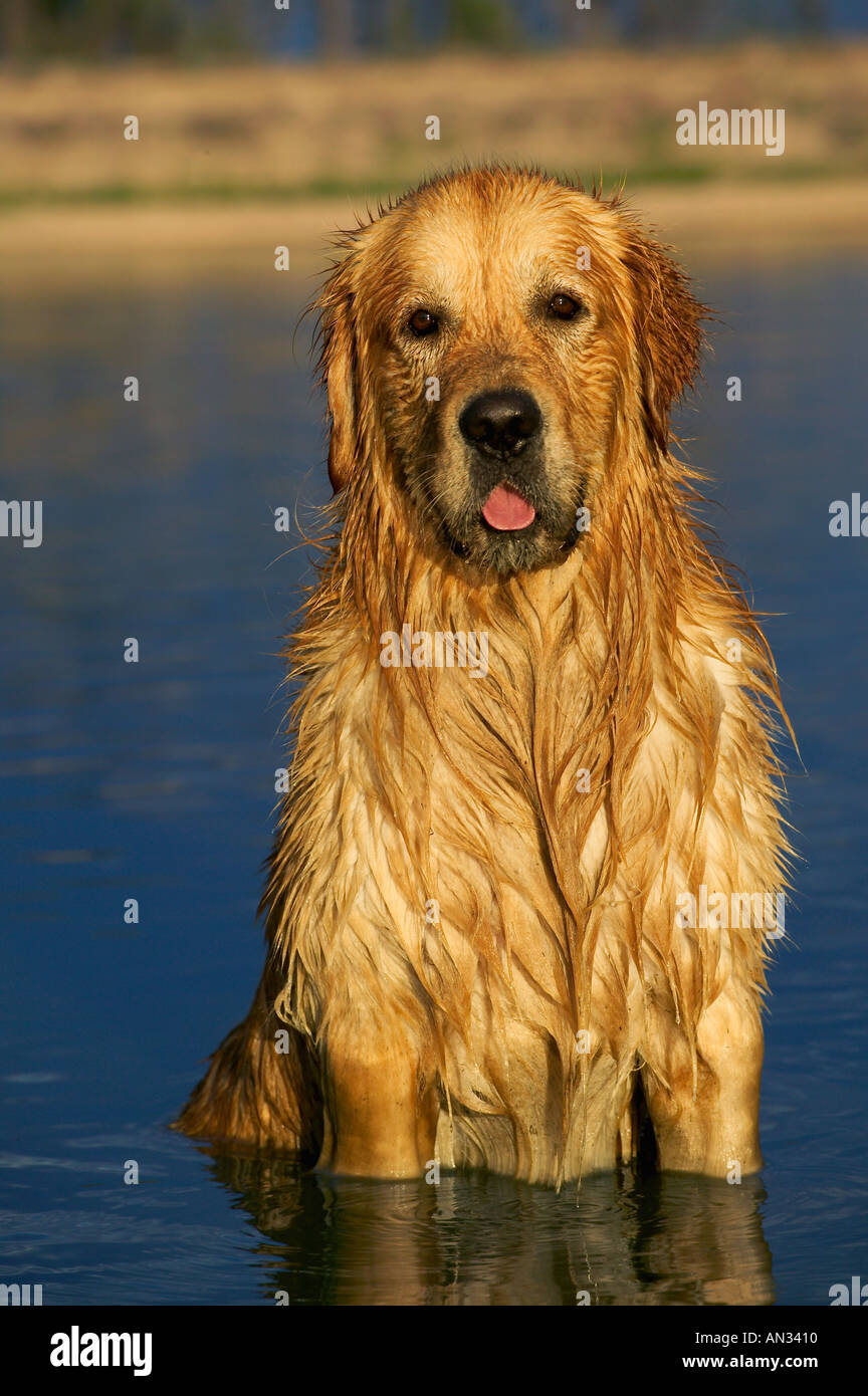 Haushund Labrador Golden Retriever Eigenschaft freigegeben Südafrika Stockfoto
