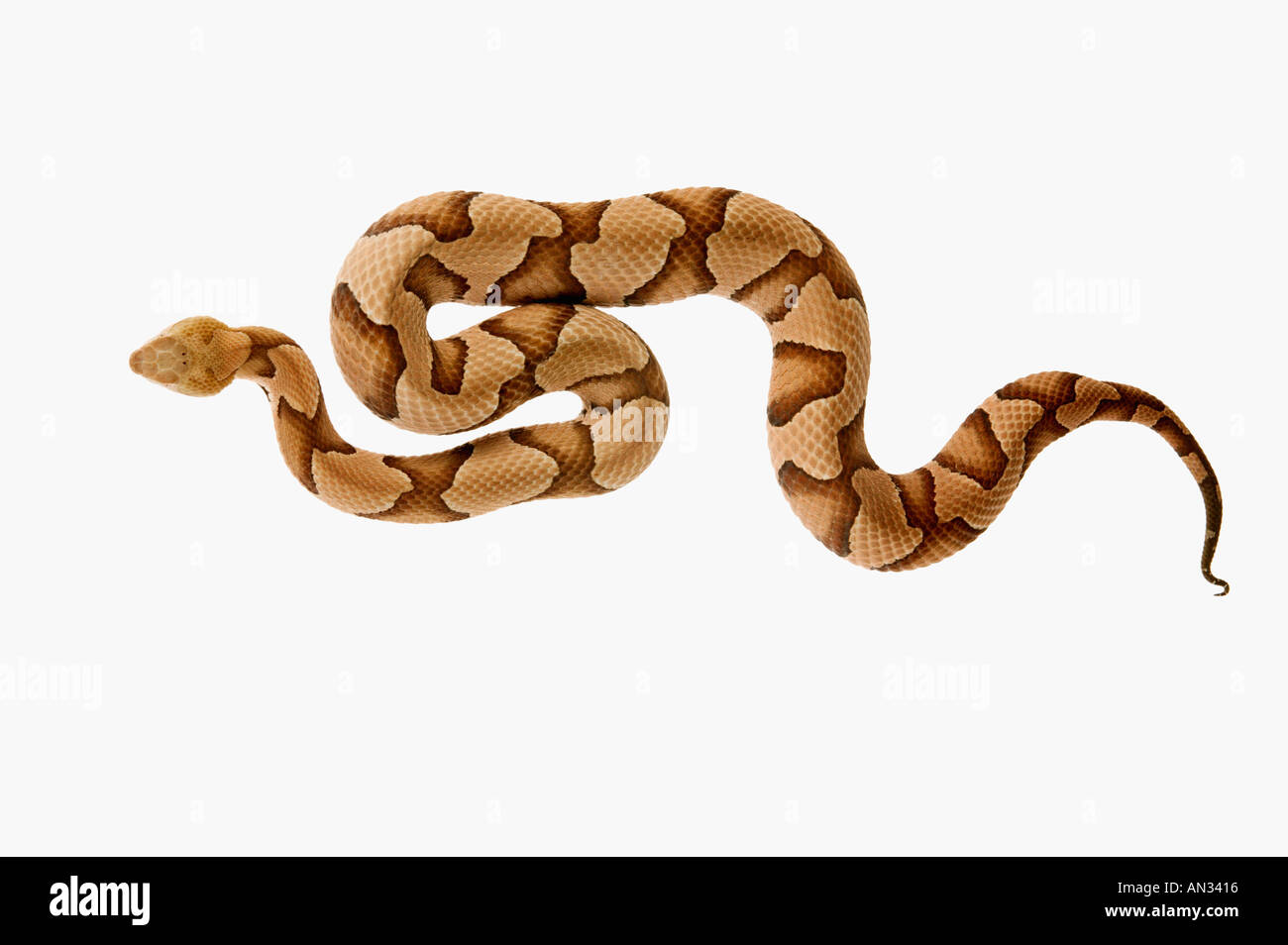 Copperhead Schlange Agkristodon Contortix Nordamerika Stockfoto