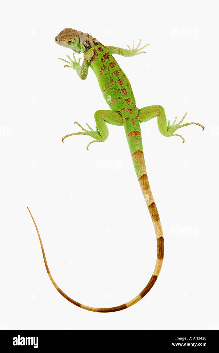 Gemeinsamen grünen Leguan Iguana Iguana Mittel- und Südamerika Stockfoto