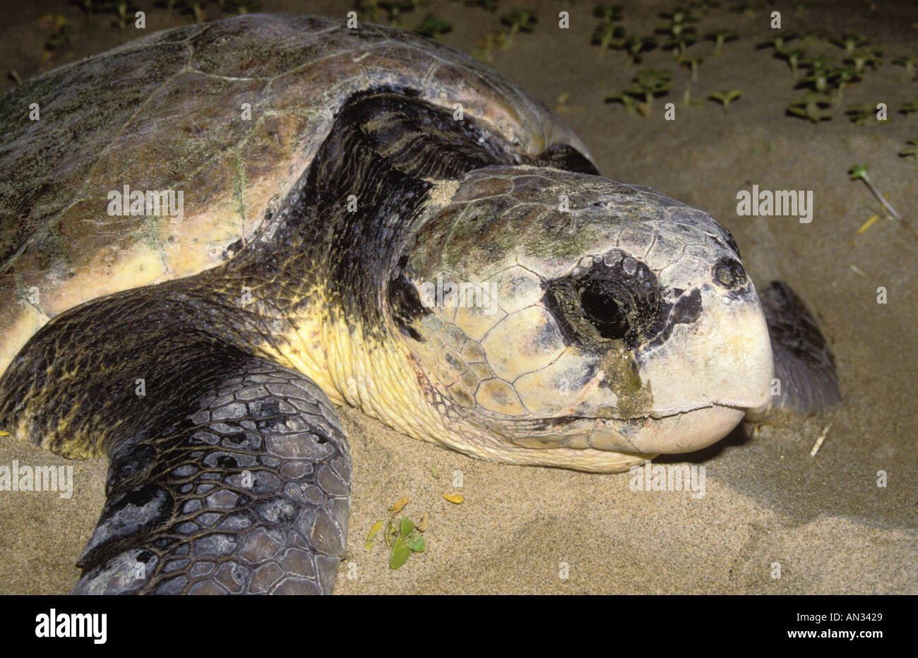 Unechte Karettschildkröte Caretta Caretta Weibchen gräbt Nest am Strand und legt Eiern Verteilung weltweit Stockfoto