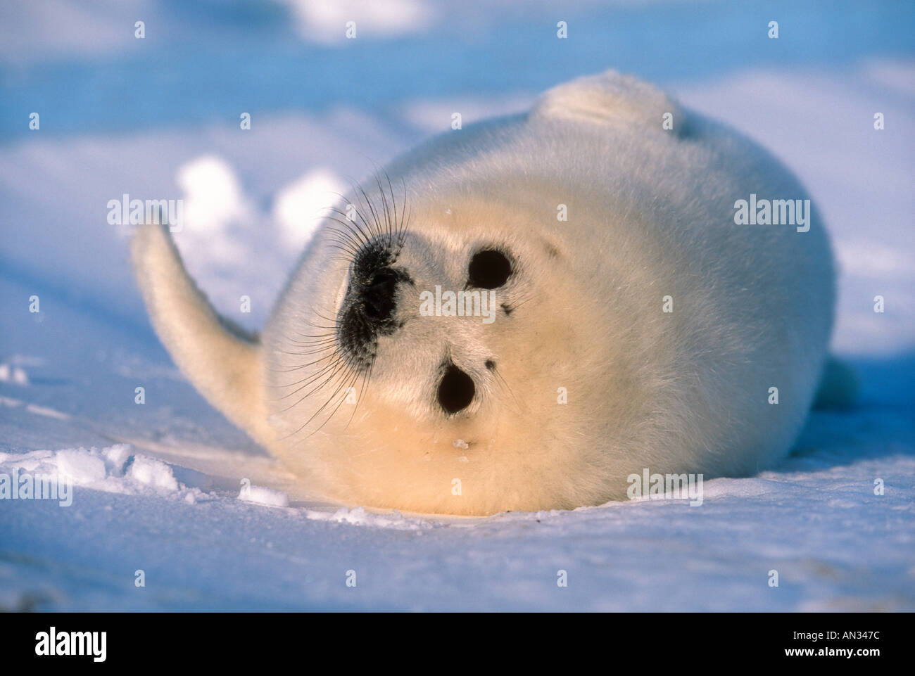 Harp Seal Whitecoat Phoca Groenlandica fand das Eis Grönlandrobbe Zucht in den Gewässern der Arktis und weit Nord-Atlantik Stockfoto