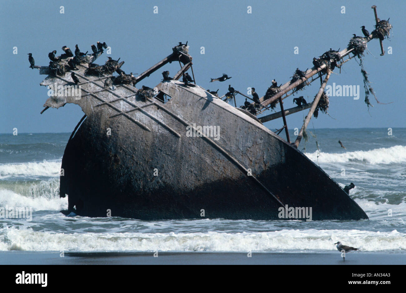Weißen Brüsten Kormoran Phalacrocorax Carbo Schachtelung auf Schiffswrack Skeleton Coast Namibia Afrika Stockfoto