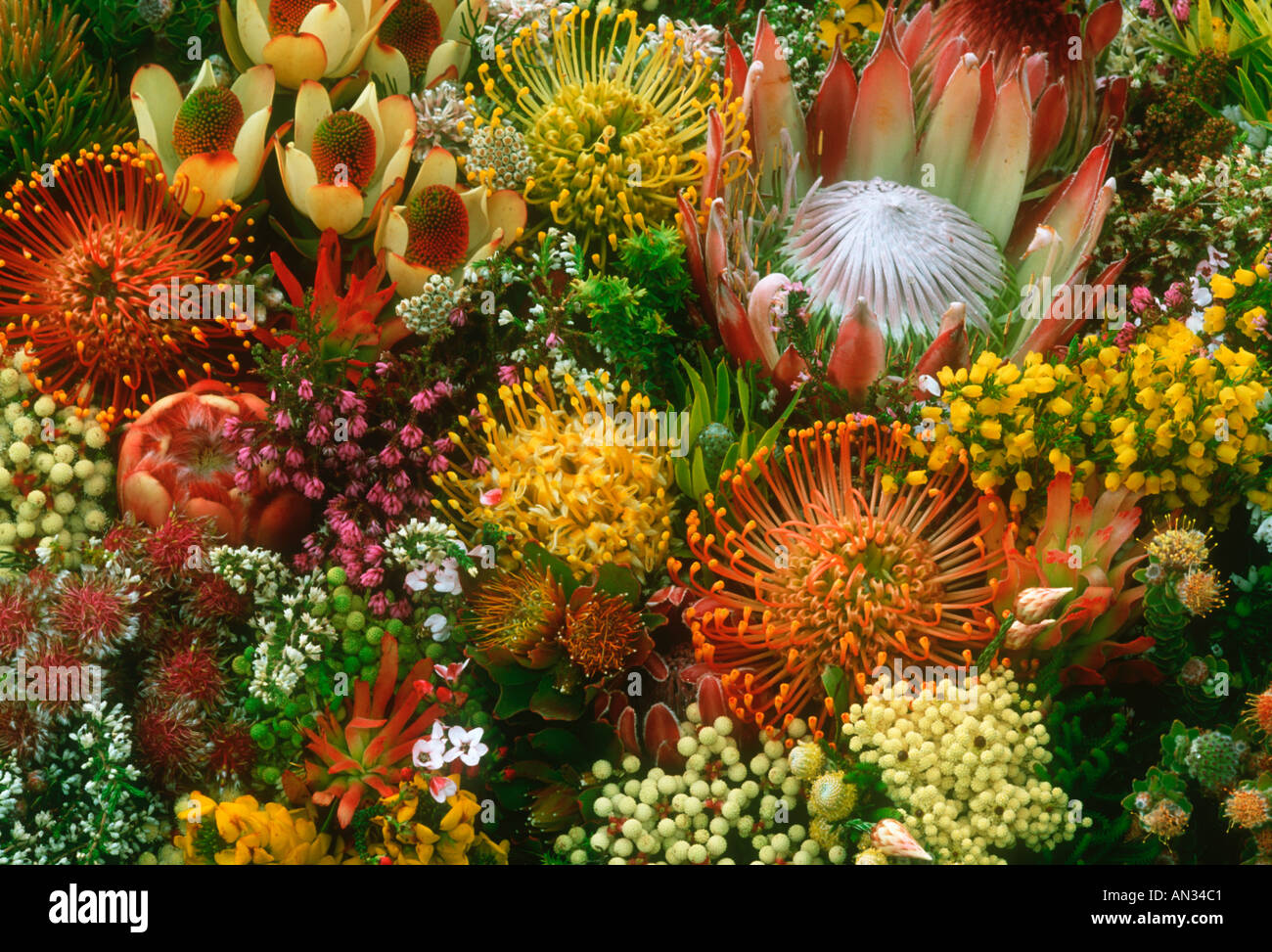 Proteas und Nadelkissen Fynbos Arten Cape floral Kingdom Südafrika Stockfoto