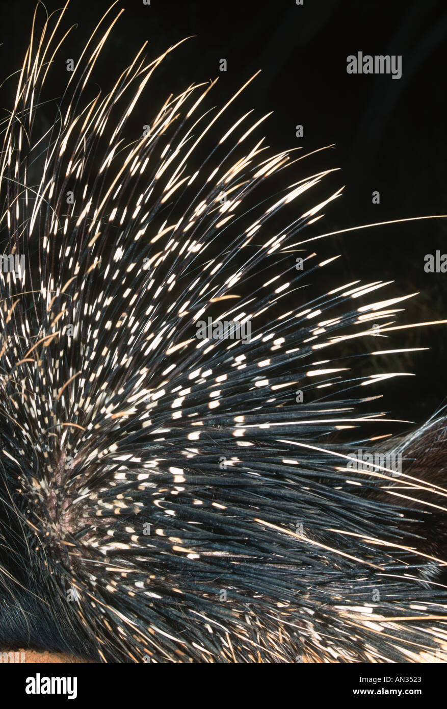 Stachelschweine Hystrix Africaeaustralis Afrikas größte Nagetier Namibia zentralen südlichen Ostafrika Stockfoto