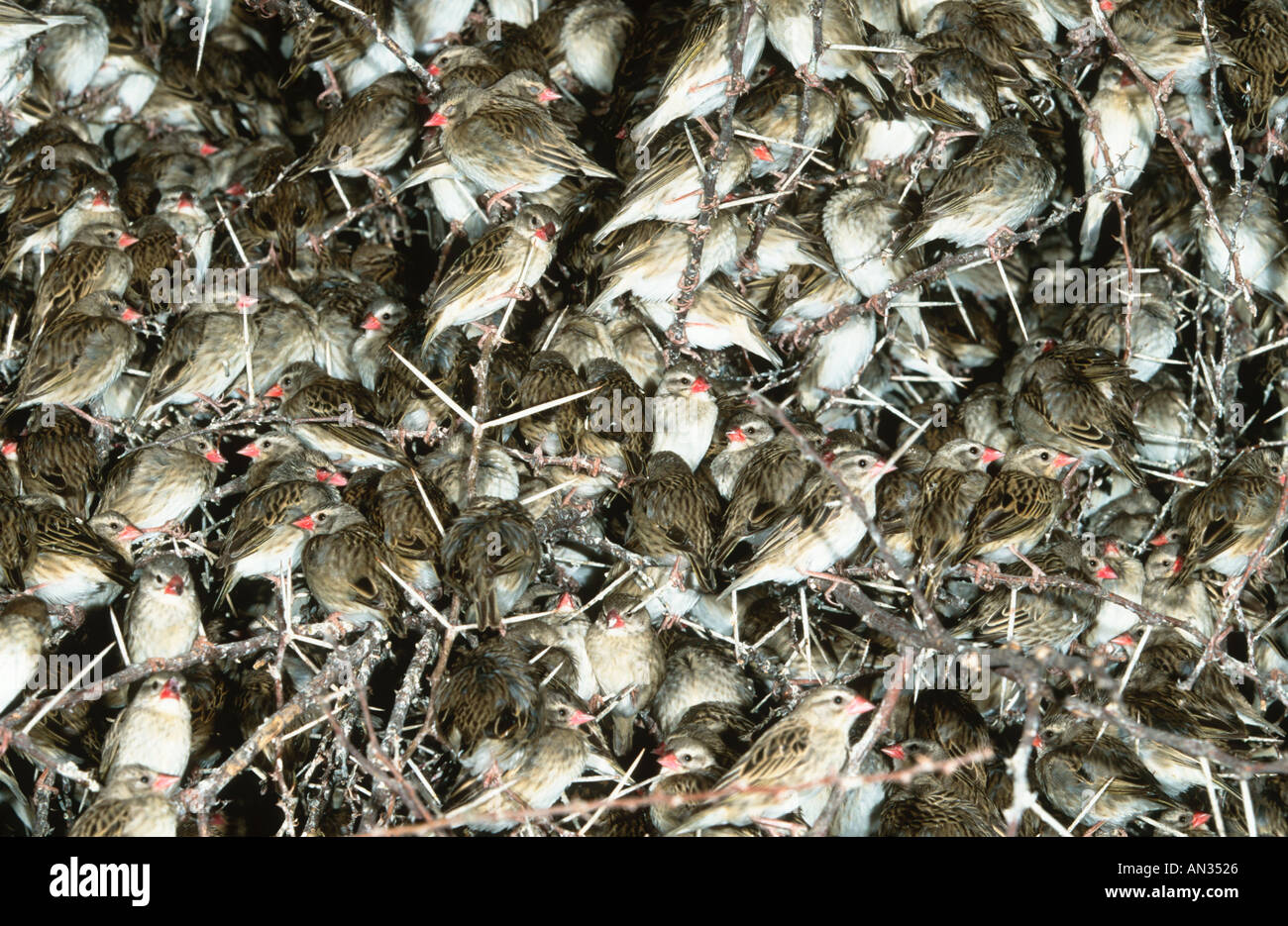 Rot in Rechnung gestellt Webervögeln Webervögeln Webervögeln Roosting in Baum nachts strömen Millionen Verteilung Sub-Sahara-Afrika Stockfoto