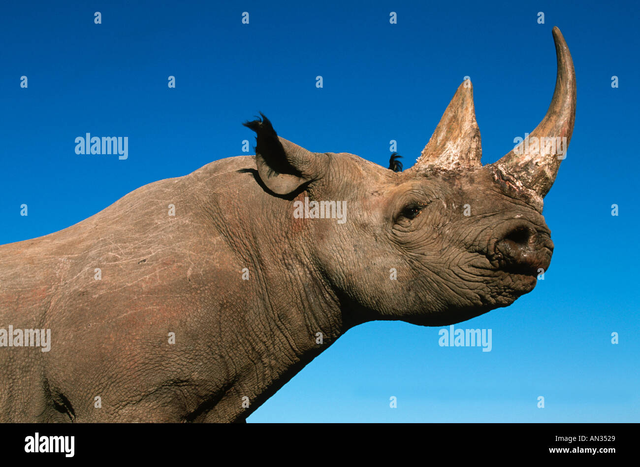 Black Rhinoceros Diceros Bicornis bedrohte Arten lokalisiert östlichen zentralen Südwestafrika Stockfoto