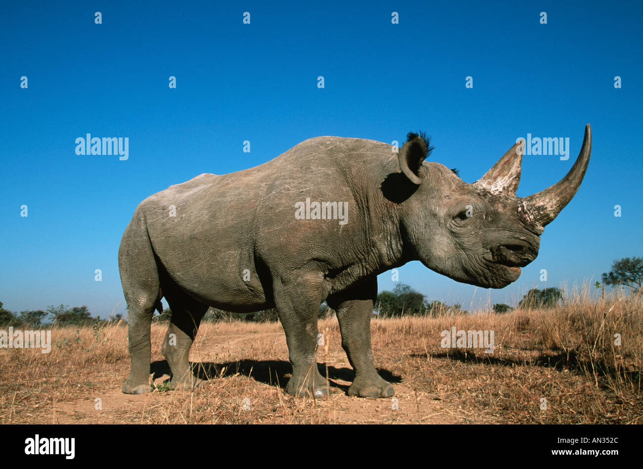 Black Rhinoceros Diceros Bicornis bedrohte Arten lokalisiert östlichen zentralen Südwestafrika Stockfoto