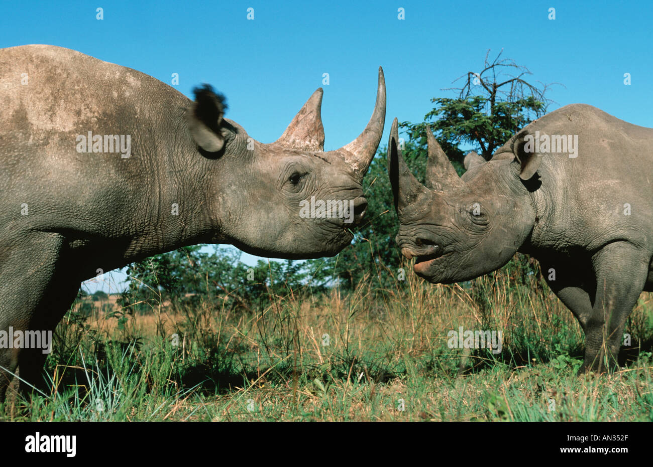 Black Rhinoceros Diceros Bicornis bedrohte Arten lokalisiert östlichen zentralen Südwestafrika Stockfoto