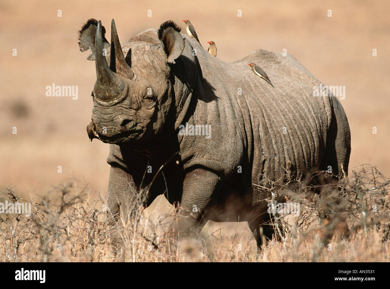 Black Rhinoceros Diceros Bicornis bedrohte Arten lokalisiert östlichen zentralen Südwestafrika Stockfoto