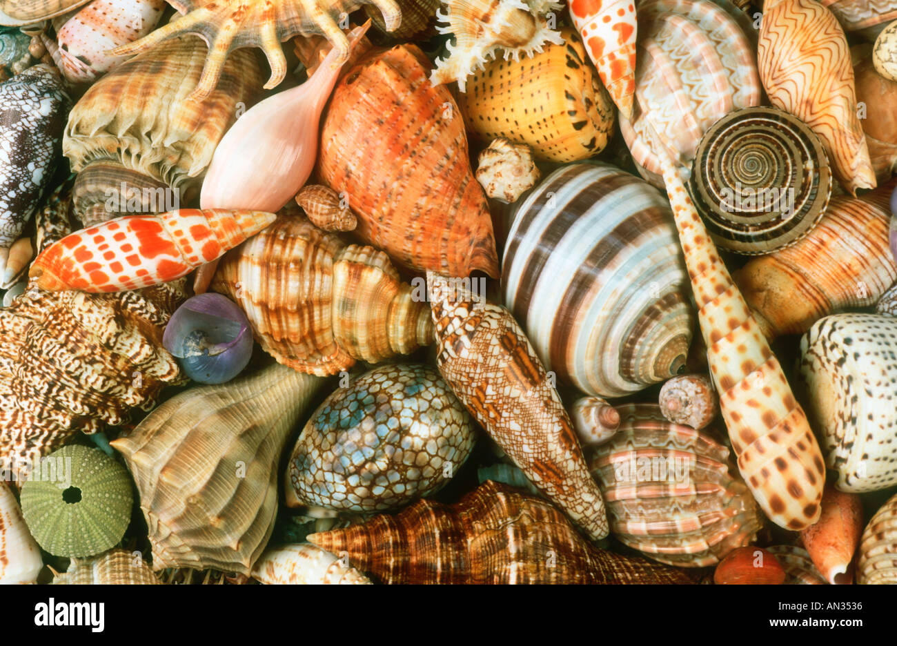 Muscheln-Schalen von Meeresschnecken aus rund um die afrikanische Küste eine Illustration der biologischen Vielfalt Stockfoto