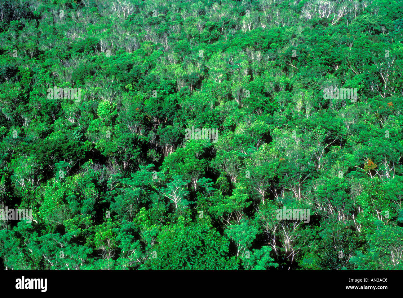 Dichten Wald in der Yucatan-Mexiko Stockfoto
