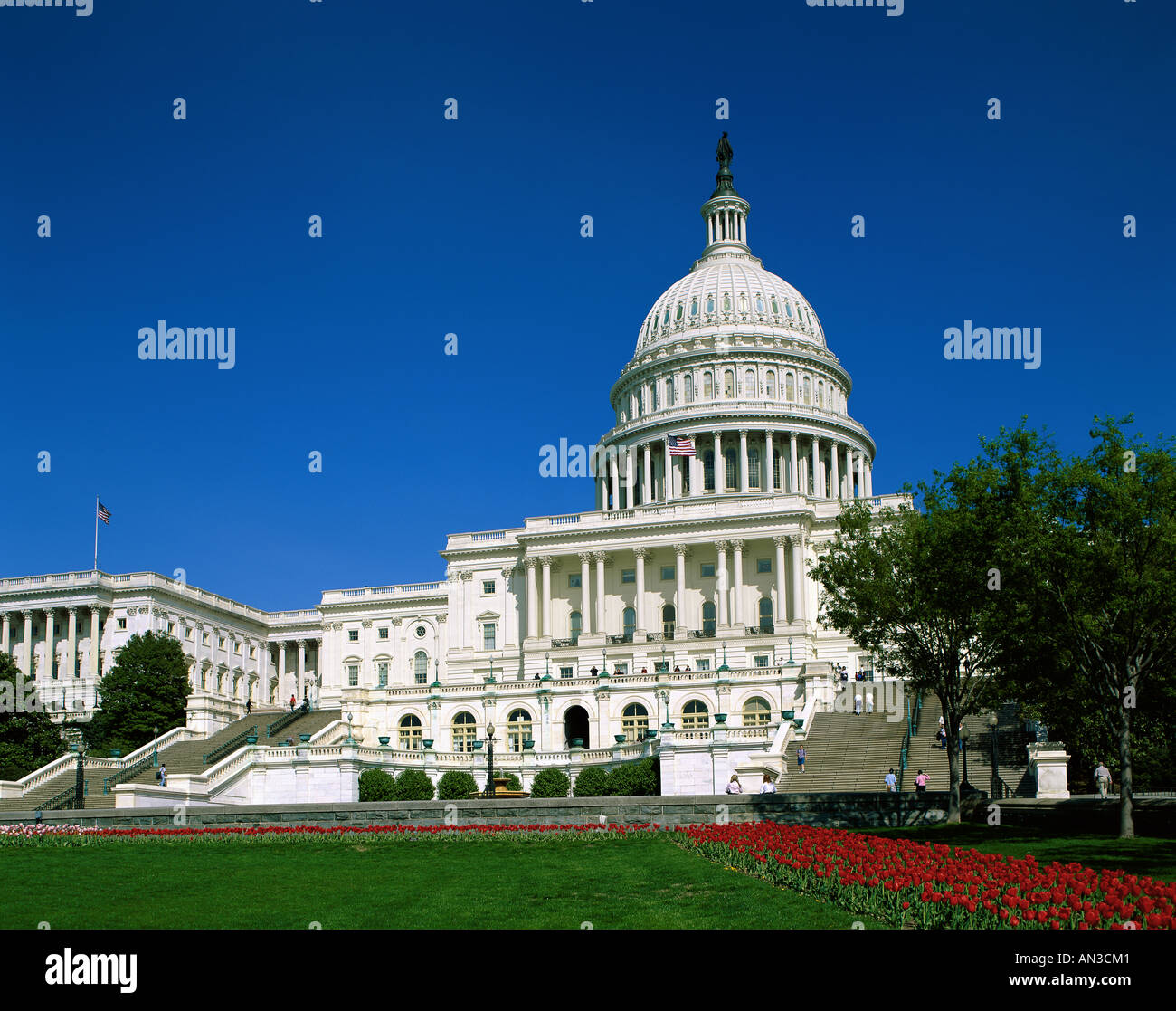 Capitol Hill / U.S. Capitol Building / Blumen im Vordergrund, Washington, DC, Capital Region, USA Stockfoto