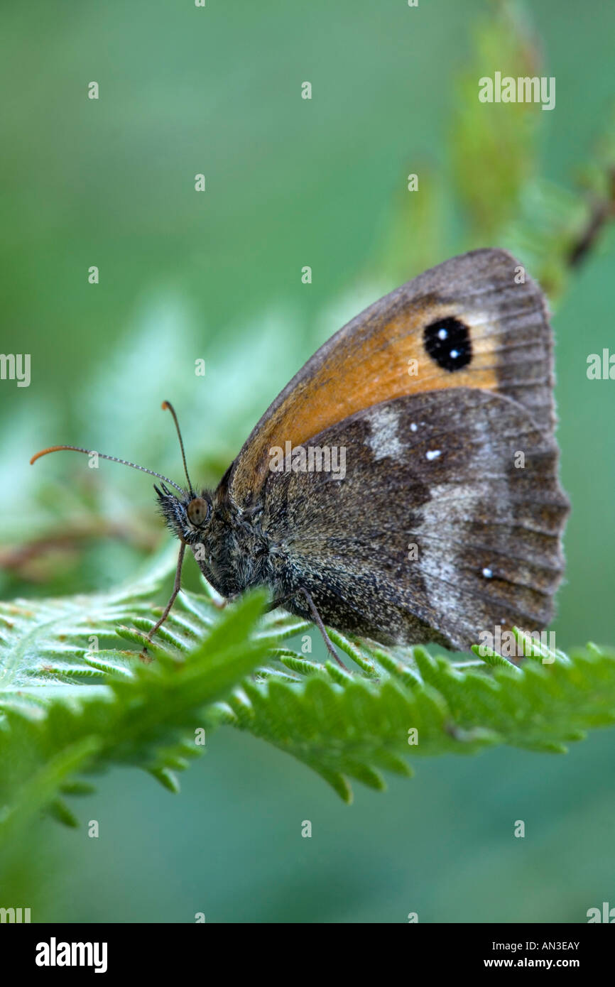 Gatekeeper Pyronia Tithonus Schmetterling auf Farn Stockfoto
