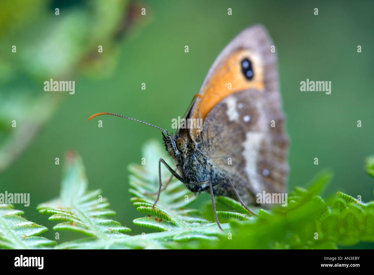 Gatekeeper Pyronia Tithonus Schmetterling auf Farn Stockfoto