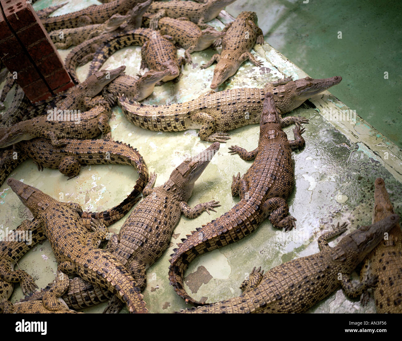 Krokodil auf dem Bauernhof Innisfail Queensland Australien Stockfoto