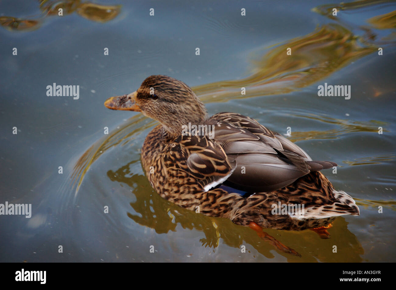 Weibliche Blue-winged Teal. Stockfoto