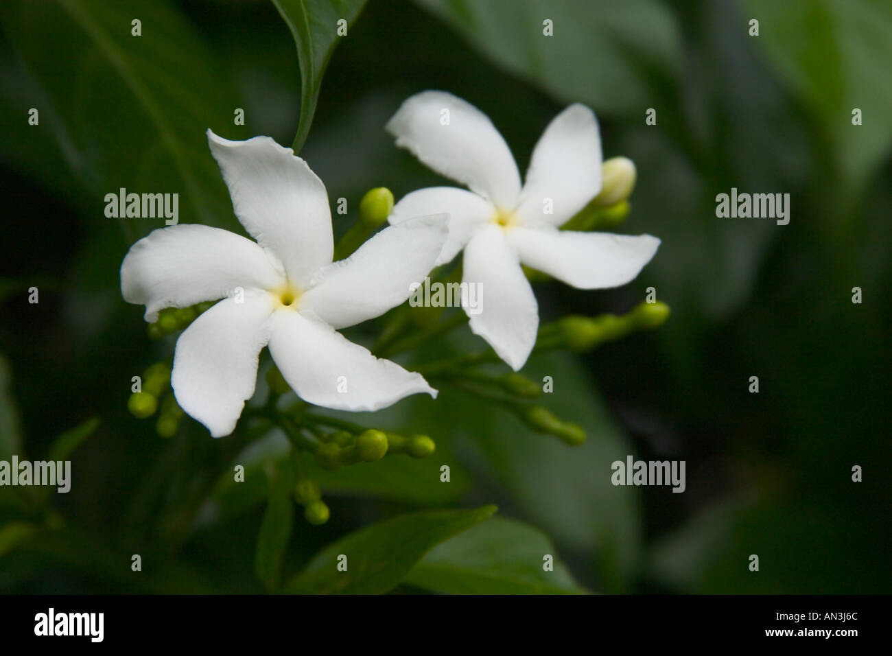 Krepp Jasmin (Tabernaemontana Divaricata) weiß, fünfblättrigen, Windrad, duftende Blume Stockfoto