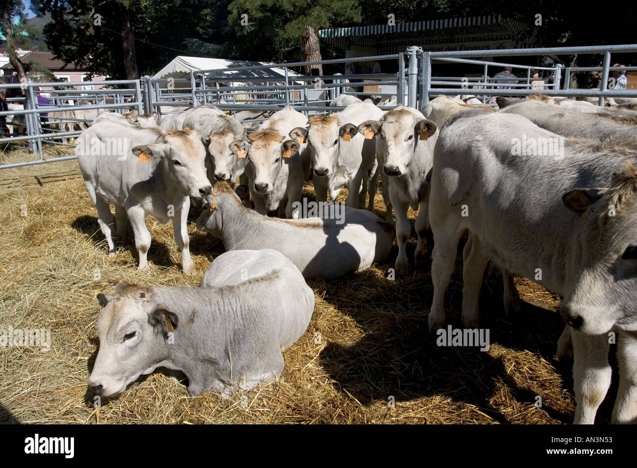 Gascon Rinder zum Verkauf auf Markt Tag Tarascon Sur Ariège südlich von Foix in den Ausläufern der Pyrenäen Südfrankreich Stockfoto