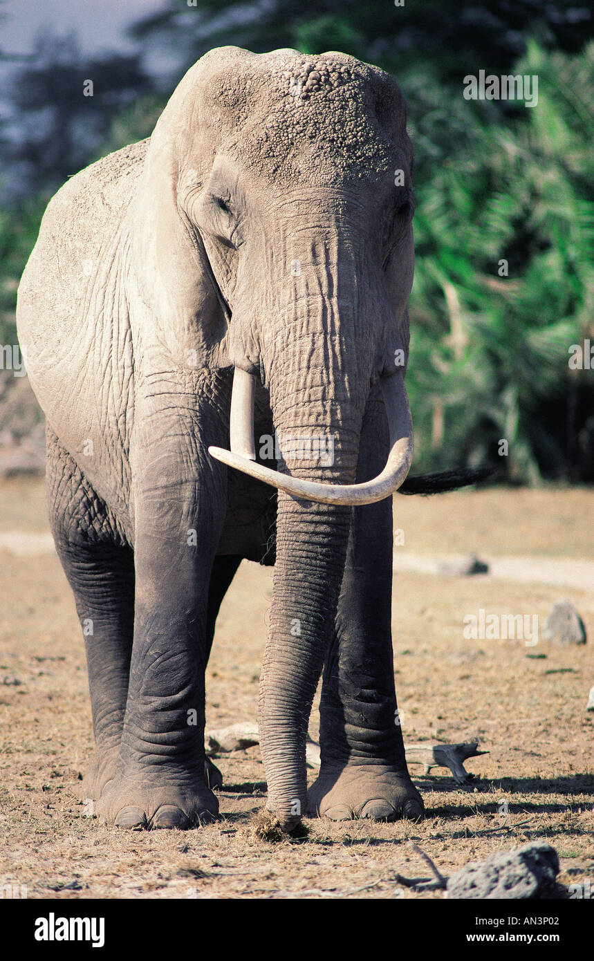 Alten Elefantendame mit asymmetrischen Stoßzähne eines gekrümmten Rücken Amboseli Nationalpark Kenia in Ostafrika Stockfoto