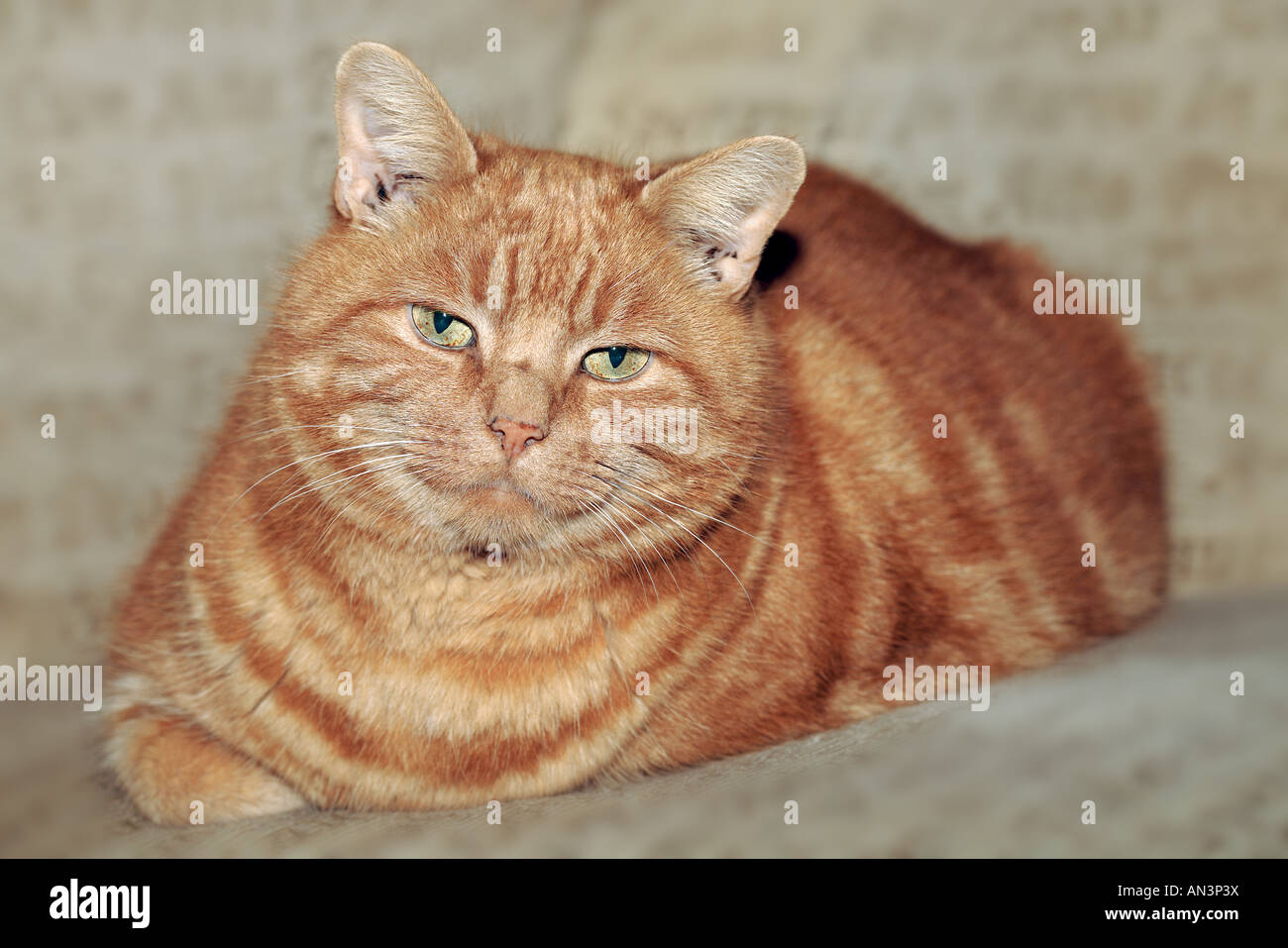 Große Ingwer Katze Stockfoto