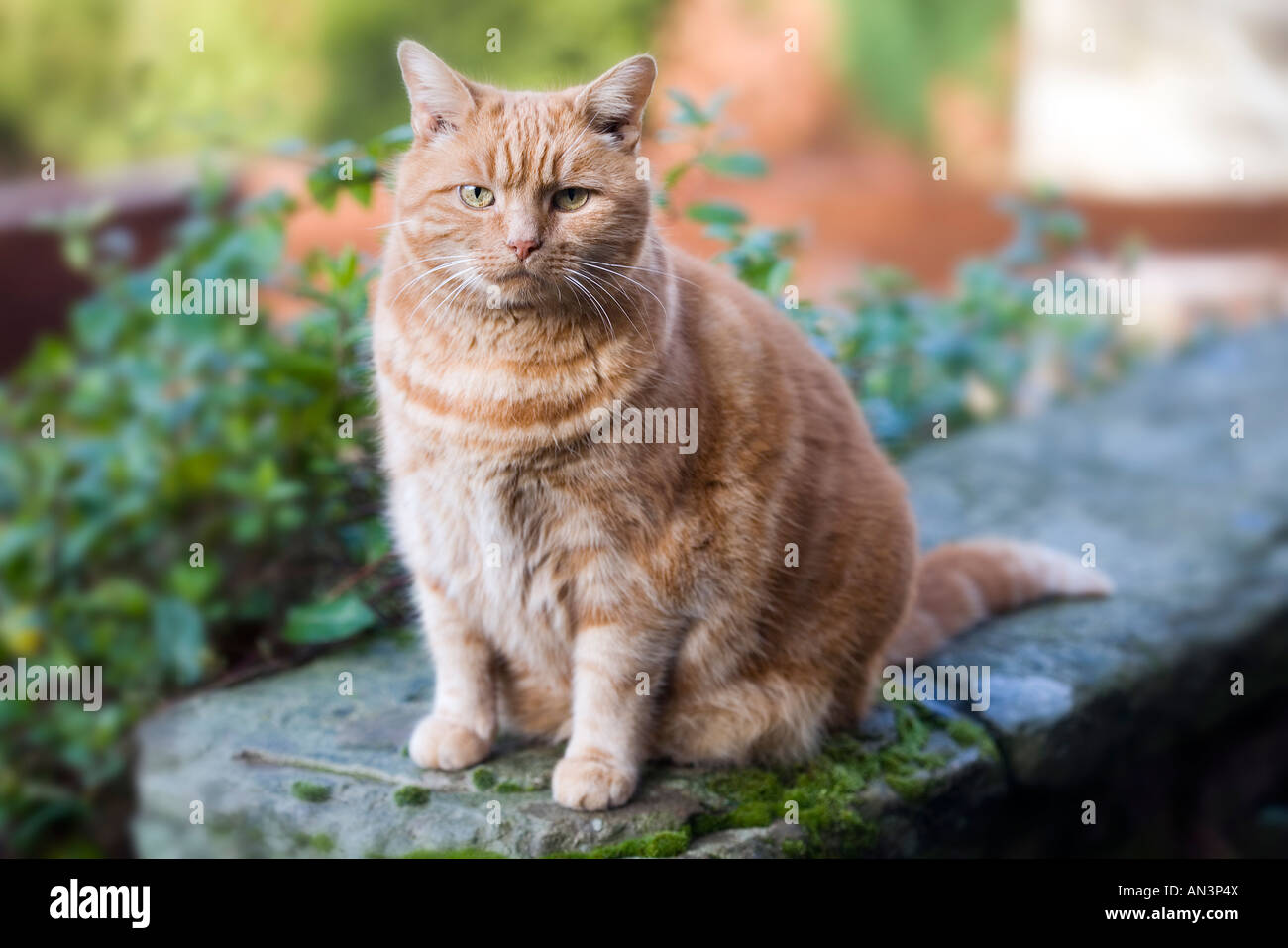 Übergewicht Ingwer Katze Stockfoto