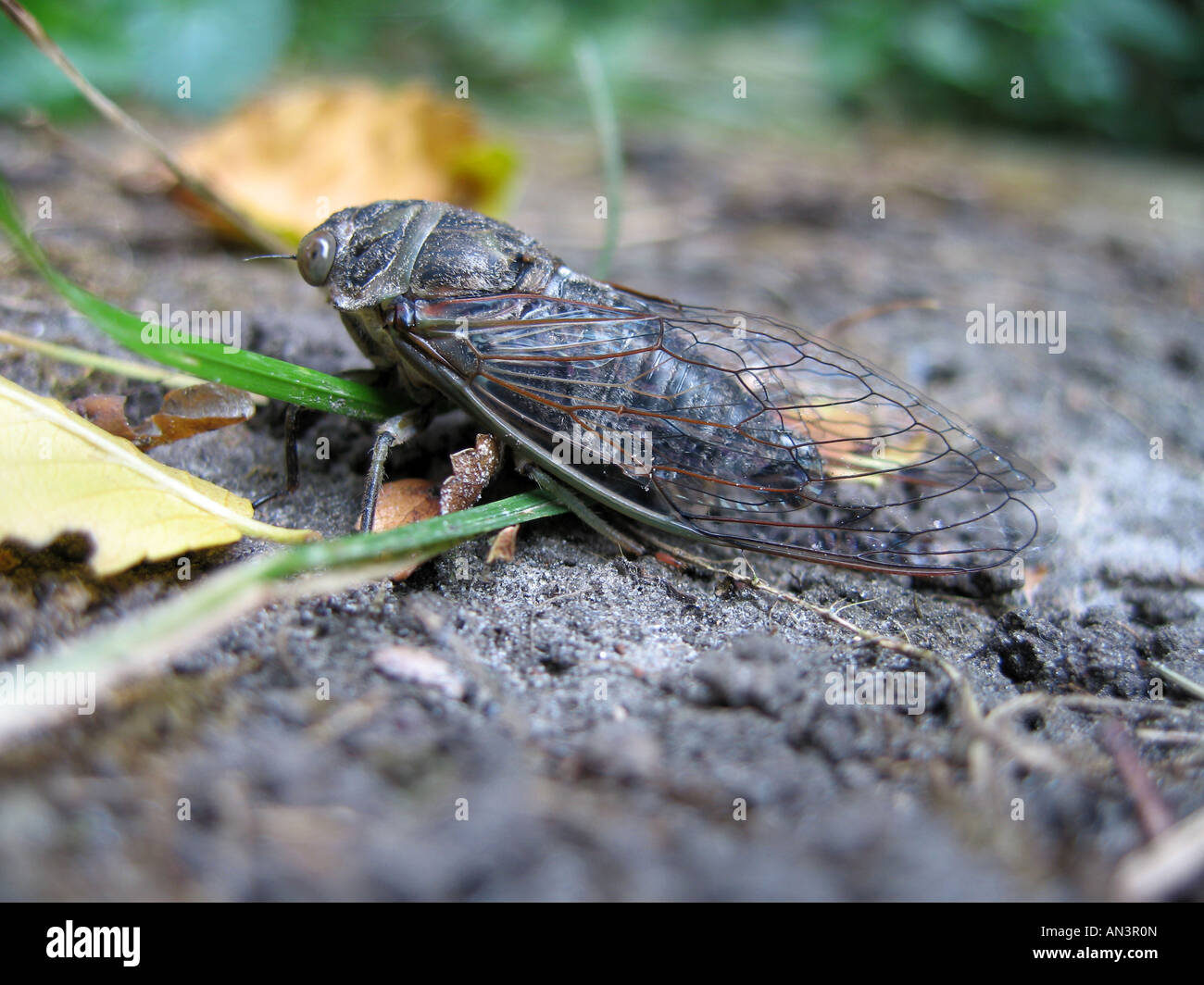 Cicada im Hochsommer kurz nach der Entstehung Stockfoto