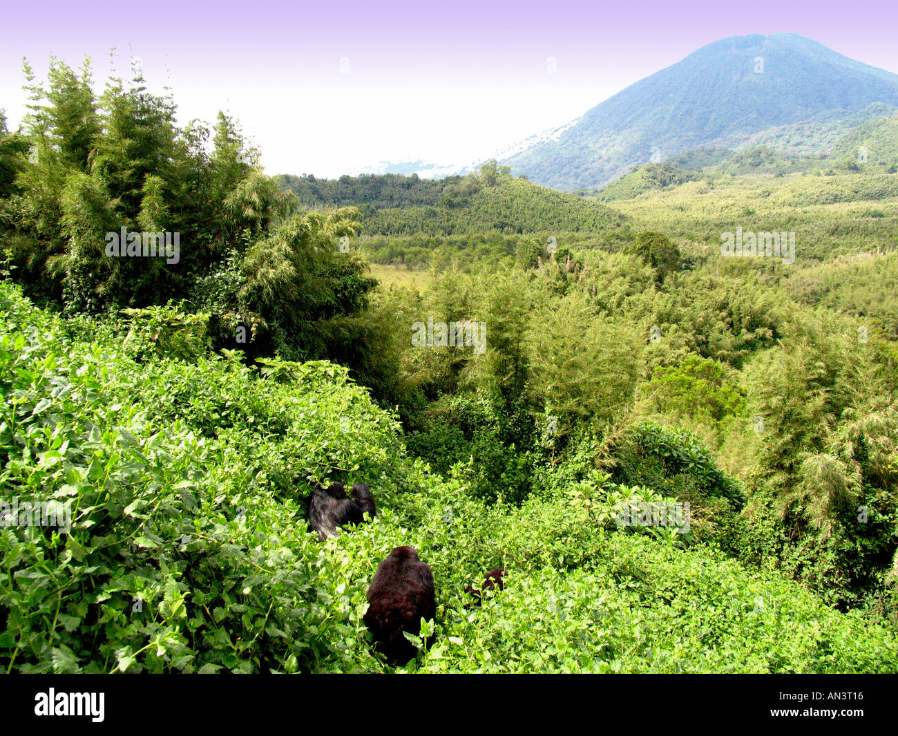 Mountain Gorilla, Gorilla Gorilla beringei Stockfoto