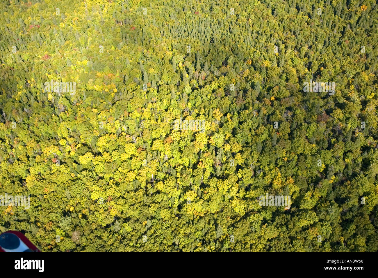 Luftaufnahme von Laub- und Nadelholz Mischwald in New Brunswick Kanada in der Nähe von Dalhousie im Frühherbst Stockfoto