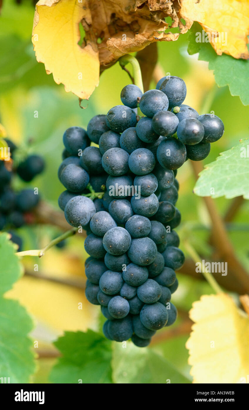 Trauben auf Rebe Cabernet Sauvignon Vielfalt Stockfoto