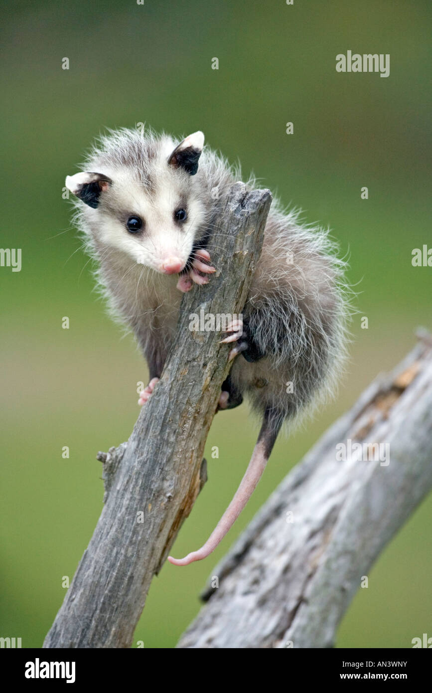 Virginia Opossum Didelphis Virginiana Sandstein Minnesota USA 22 September unreife gefangen Didelphidae Stockfoto