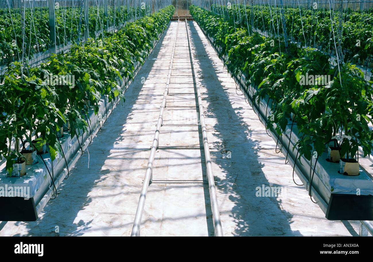 Hydroponik-Tomaten-Gewächshaus in Neuseeland Stockfoto