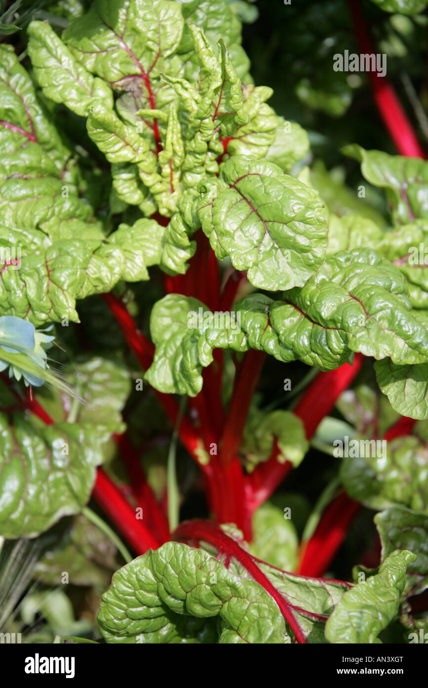 Swiss Chard aka Silverbeet, Perpetual Spinat oder Mangold, Beta vulgaris var cicla Stockfoto