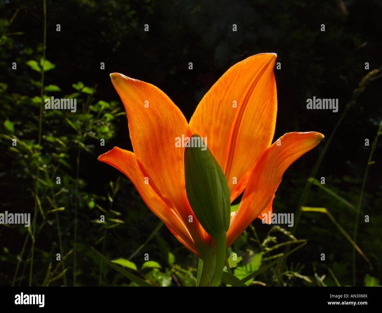Lilium Bulbiferum, Orangerote Feuerlilie, Lis Safrane, Glilio Rosso, Feuerlilie, Feuer-Lilie Stockfoto