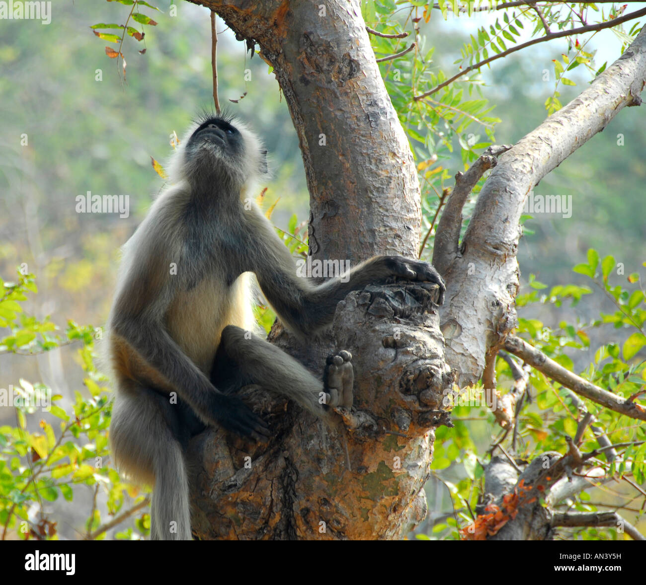 Graue Languren Affen, Indien Stockfoto