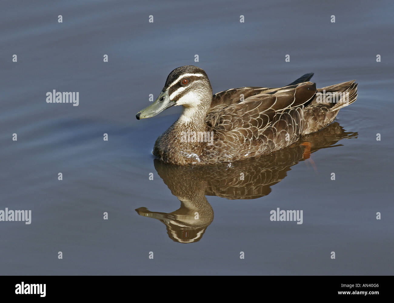 Auf Wasser Perth Western Australia Pacific Black Duck Anas Superciliosa Erwachsener Stockfoto