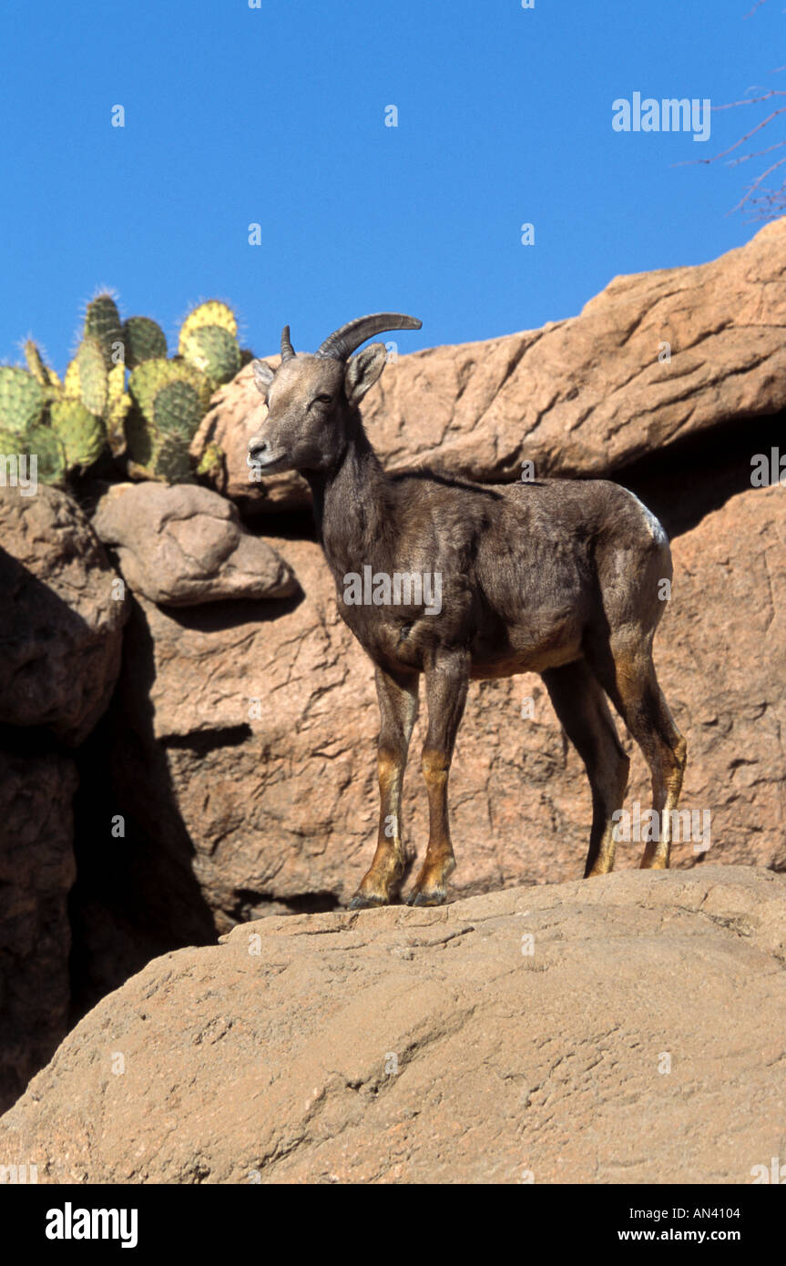 Big Horn Schafe S W Arizona USA Stockfoto