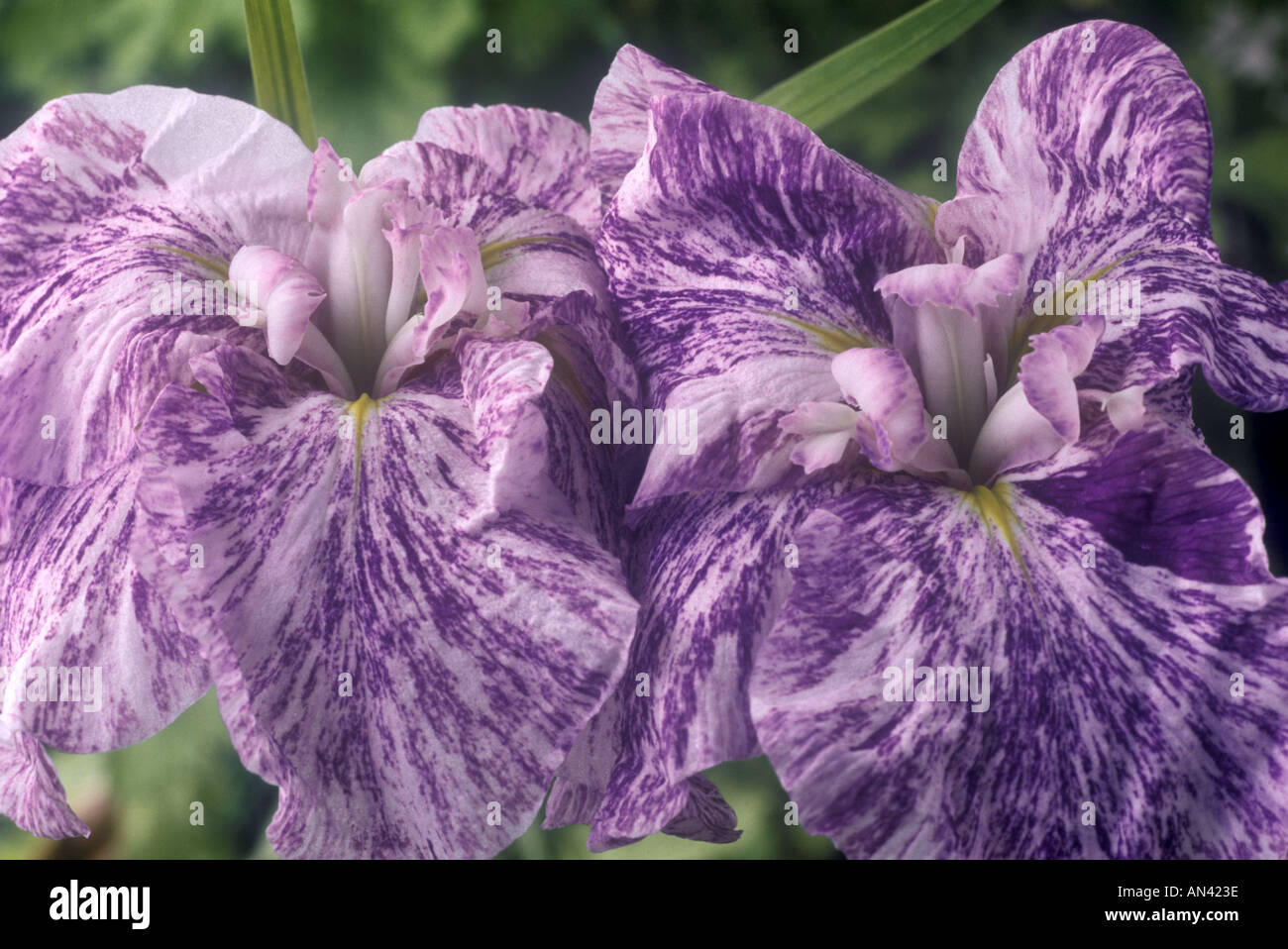 Iris Ensata "Miya No Midori". Stockfoto