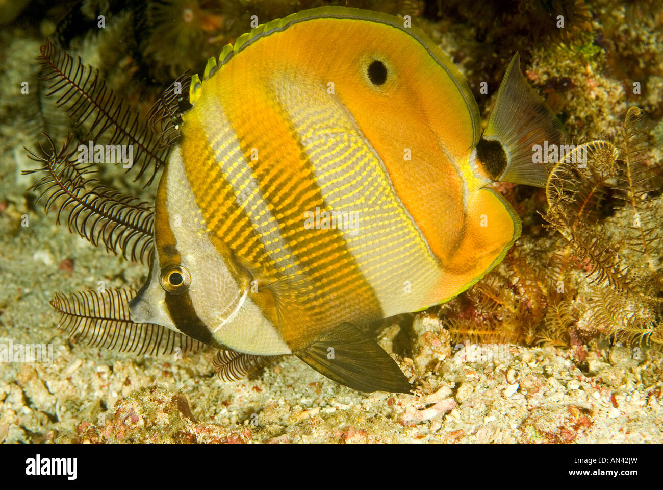 Orange gebändert Butterflyfish Coradion Chrysozonus Nationalpark Komodo Indonesien Stockfoto