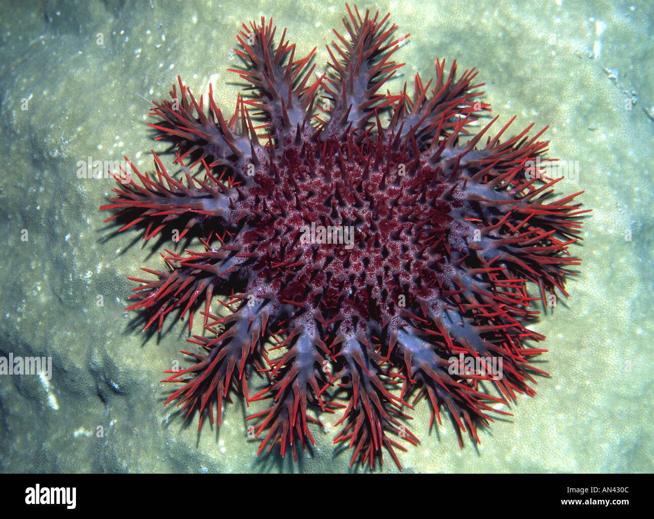 Krone von Dornen Starfish, Acanthaster Planci, ernähren sich von Korallen. Stockfoto