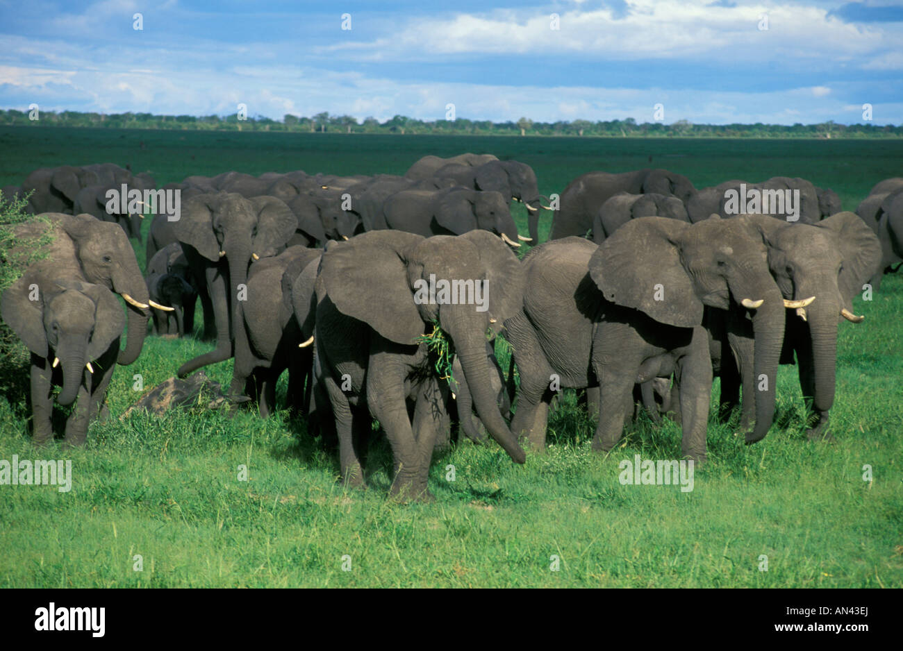 Eine riesige Herde Elefanten bewegt sich aus der Baumgrenze auf die Savuti marsh Stockfoto