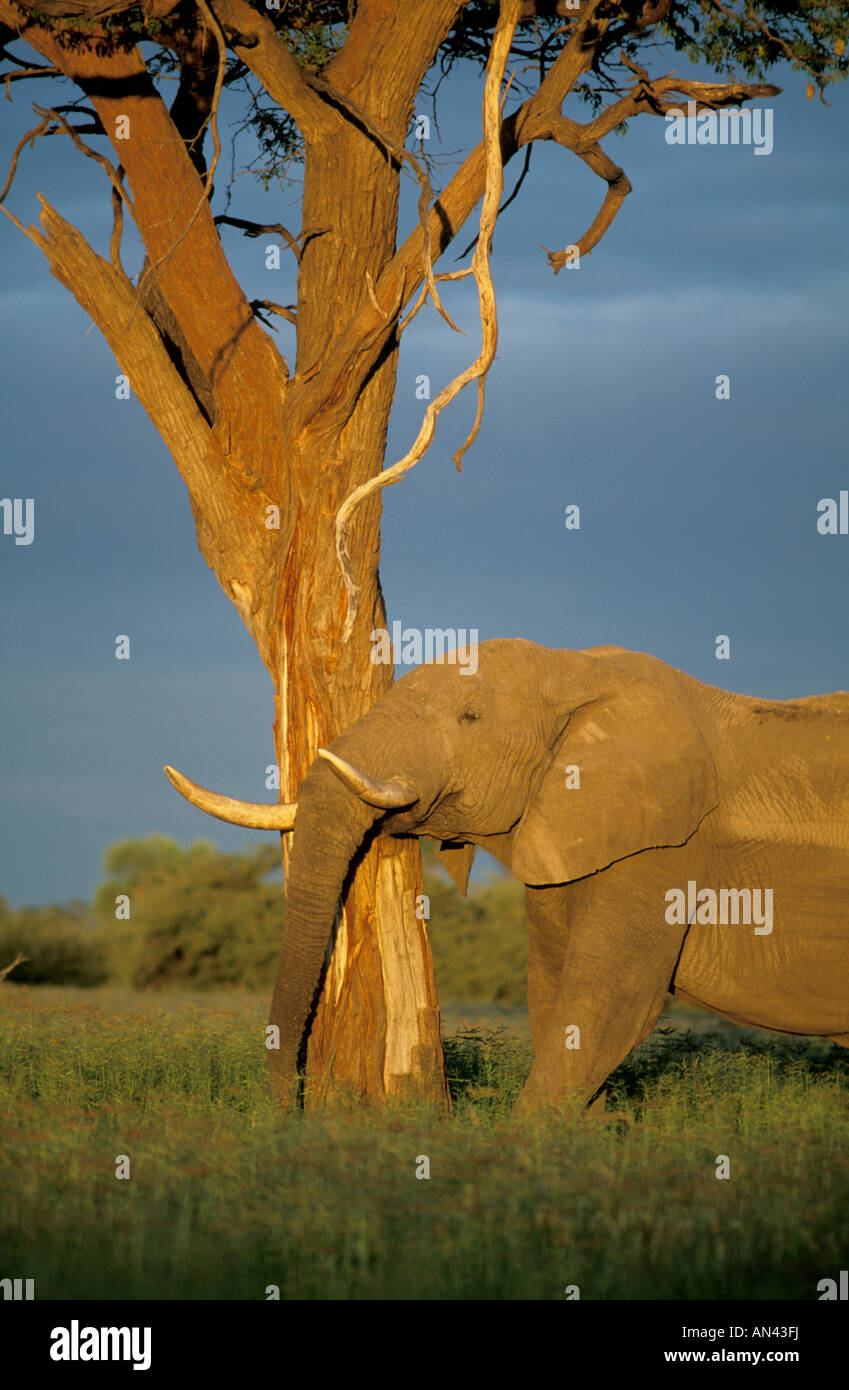 Afrikanischer Elefant stehend unter Kamel-Dorn Baum im goldenen Licht, stürmischen Himmel im Hintergrund Stockfoto